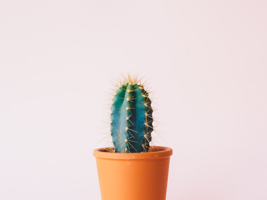 A small cactus